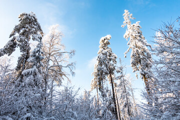 Zima śnieg las drzewa kaszuby wieżyca