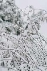 Dry grass covered with fresh snow close up