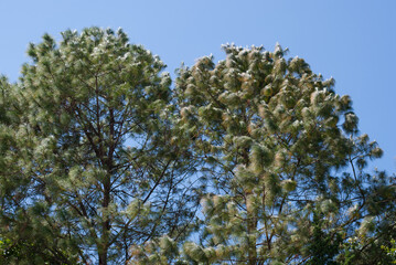 pine branches against sky