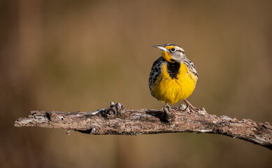 A Meadowlark in Southern Florida 