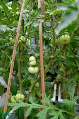 Close-up of ranti or rose tomatoes plant in the garden.