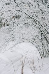 Dry grass covered with fresh snow close up