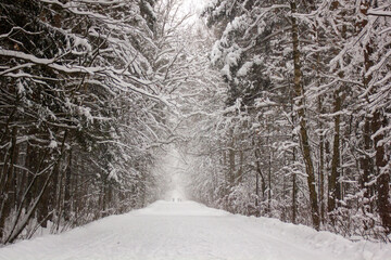 snow covered road in the forest 