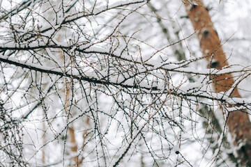 Abstract landscape of black branches covered with fresh snow