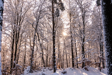Zima śnieg las drzewa kaszuby wieżyca