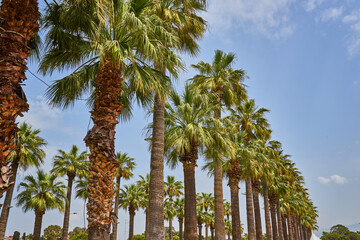 row of palm trees over a blue sky with plenty of negative space.