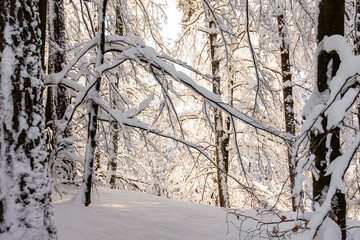 Zima śnieg las drzewa kaszuby wieżyca © Dariusz