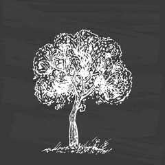 Hand Drawn Tree Sketch. Black and white drawing. Vector illustration.
