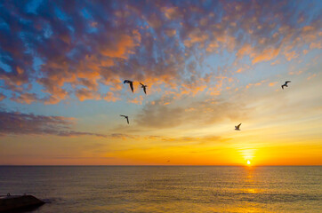 Naklejka na ściany i meble Sunrise over the sea.Gulls at dawn.