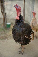 Beautiful domestic turkey in yard. Farm animal