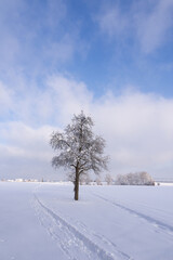 Winterlandscape with snow , tree and blue sky 