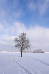 Obraz premium Winterlandscape with snow , tree and blue sky 