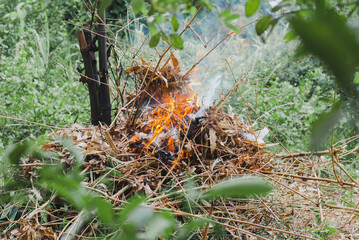 fire in the woods