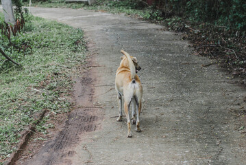 dog in the park