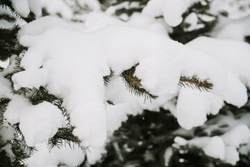 Spruce branch with a snow cap close-up