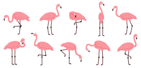 Rosa Flamingo. Exotische Flamingos-Vögel, Rosenfedern afrikanischer Tiercharakter-Vektor-Illustrationssatz. Netter rosa Flamingovogel der Karikatur. Rosiger Gefiedervogel in verschiedenen Positionen mit Kopf hoch und runter