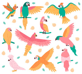 Obraz na płótnie Canvas Tropical parrots. Jungle colorful birds, cute cockatoo, jaco and budgerigar. Summer tropical parrots vector illustration set. Beautiful wild flying and sitting creatures with feather