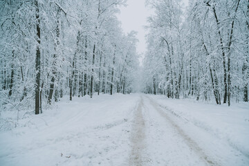 A road in a winter snow-covered forest