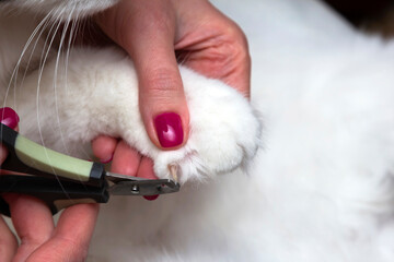 Cutting off domestic cat's claws. Pet care