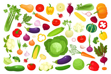 Bright vector illustration of colorful vegetables isolated on white - 406747564