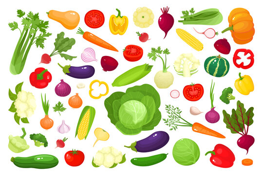 Bright vector illustration of colorful vegetables isolated on white