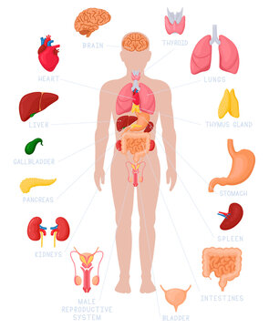 Human anatomy infographic. Anatomical internal organs names and location, kidneys, heart and brain vector illustrations. Internal organs medical poster with intestines, bladder and thymus gland