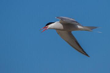 Flußseeschwalbe (Sterna hirundo)