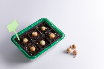 The concept of growing onions at home.