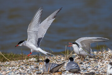 Flußseeschwalbe (Sterna hirundo)