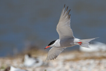 Flußseeschwalbe (Sterna hirundo)