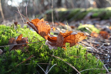 Macro of oak leaf on green moss in the forest. Brown oak leaf close up.