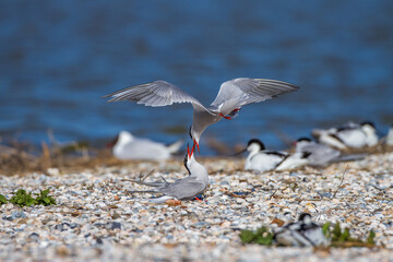 Flußseeschwalben (Sterna hirundo) streiten sich