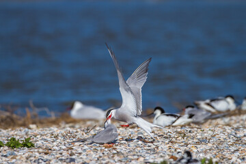 Flußseeschwalben (Sterna hirundo) streiten sich