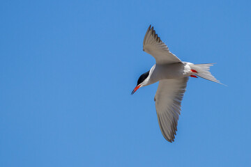 Flußseeschwalbe (Sterna hirundo)