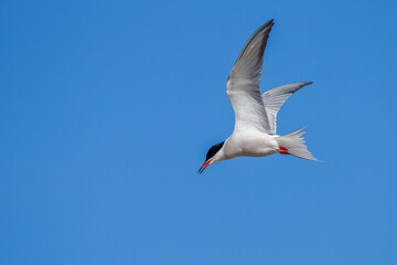 Flußseeschwalbe (Sterna hirundo)