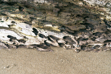 rotten wood texture