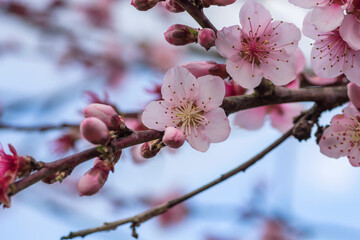 Peach tree blossoms