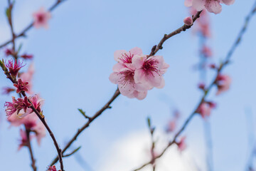 Peach tree blossoms