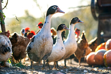 Ducks feed on traditional rural barnyard. Detail of a duck head. Close up of waterbird standing on barn yard. Free range poultry farming concept.