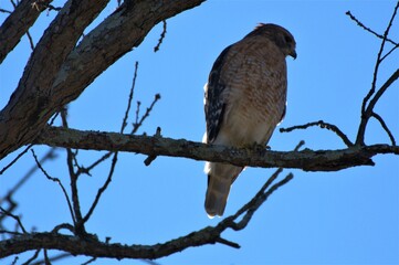 Hawk