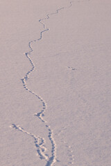 Animal footprints in the snow. The way forward.