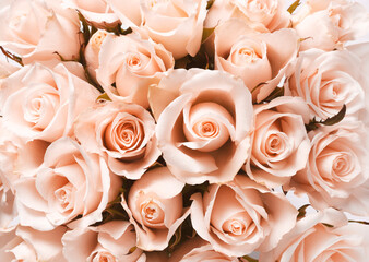 Powdery roses for Valentine's Day, defocused background, flat lay, horizontal orientation, close-up, selective focus