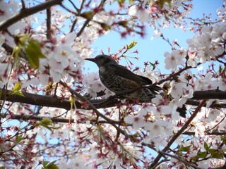 Bird Perched in Cherry Blossoms
