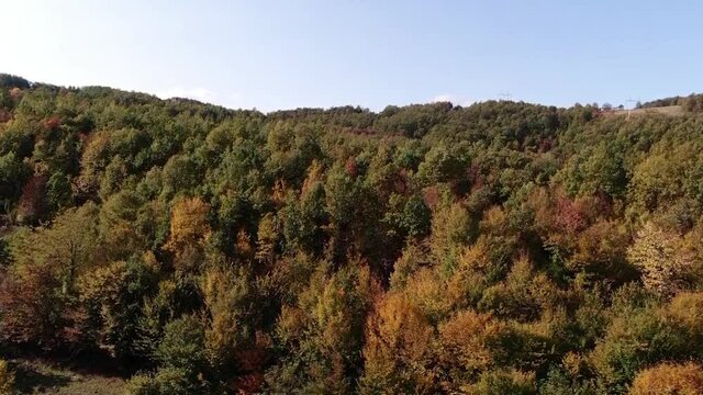 Aerial footage of thick forest and blue sky in back