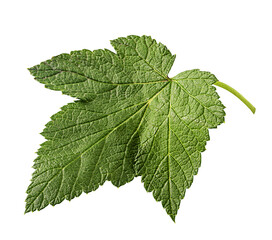 Naklejka na ściany i meble Currant green leaf
