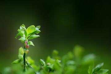 Blooming plants in the forest