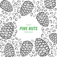 Pine nuts hand drawn sketch. Nuts vector illustration. Organic healthy food. Great for packaging design. Engraved style. Black and white color.