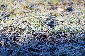 Covered with white frost green grass outdoors on bright sunny day, abstract copy space background.