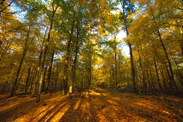 Herbstwald Wald Bäume Buchen Buche Eiche Eichen Laub Farben Herbstfarben grosse Bäume Natur Entspannung Relax Ruhe loslassen 
