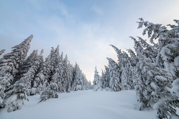 Obraz premium Beautiful winter mountain landscape. Tall spruce trees covered with snow in winter forest and cloudy sky background.
